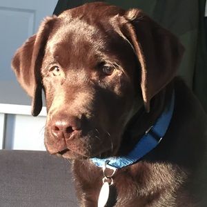 Meet your Posher, Ryan